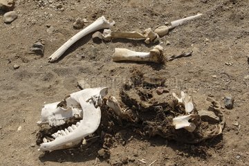 Remains of a camel skeleton Ethiopia
