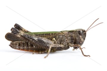 Woodland grasshopper in studio