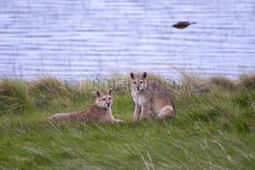 Cougars on the bank - Torres del Paine Chile