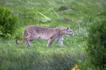 Young Puma in the scrub - Torres del Paine Chile