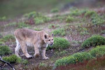 Young Puma in the scrub - Torres del Paine Chile