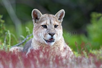 Portrait of young Puma lying - Torres del Paine Chile