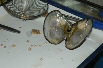 Fresh water Mussels pearls extraction China