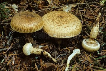 Group of Roothing Fairy Cakes in coniferous undergrowth