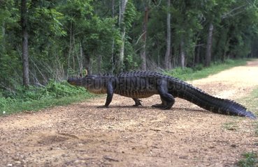 Mississippi Alligator  der auf einem texanischen USA -Pfad läuft