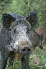 Wild boar portrait of female Franche-Comté France