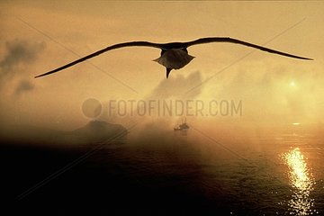 Goëland brun en vol devant l'archipel des Glénans Bretagne