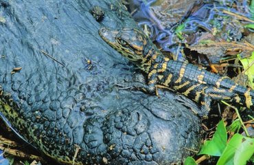 Jeune Alligator sur le museau de sa mère Texas