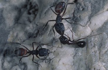Ants in social communication
