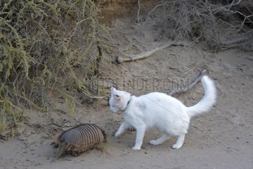 Hairy armadillo and domestic cat Patagonia Argentina