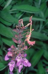 Nymph of Mantis religiosa on a flower