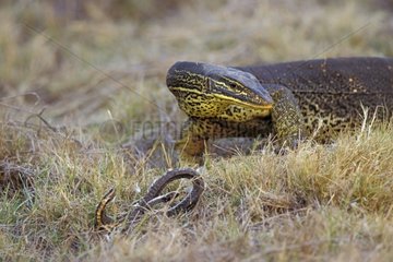 Varan s'approchant d'un serpent mort NT Australie