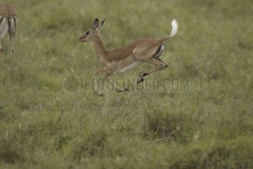 Junger Impala springen Masaï Mara Kenia
