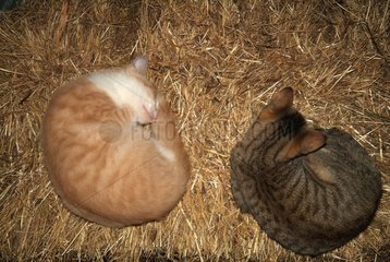 European kittens sleeping on the straw in a barn France