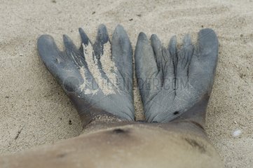 Détail des pattes d'un lion de mer des Galapagos Santa Fé