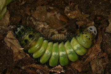 Nocturnal Butterfly transition from caterpillar to chrysalis