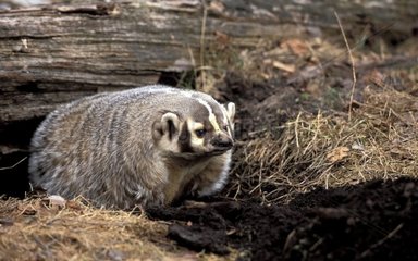 Badger of America in front of are burrow the USA