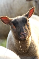 PortrÃ¤t eines schwarz-Gesichts-Schafs Grandcamp-Maisy France