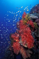 Soft Coral Fiji Pacific Ocean
