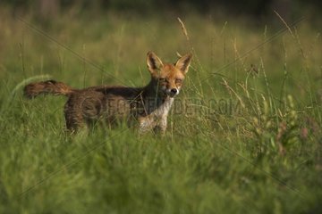 Adult Red fox in a meadow Calvados France