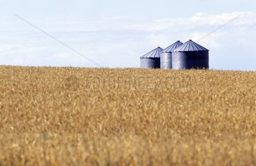 Field of grain and silos Saskatchewan Canada