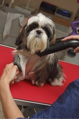Shih Tzu puppy sitting on a table at the groomer Var France