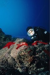 Plongeur observant des Etoiles de mer aux Galapagos