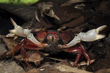 Forest crab Montagne de Kaw French Guiana