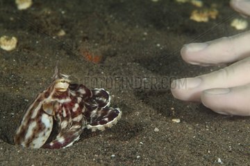 Mimic Octopus crawling out its hole to investigate diver
