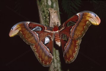 Atlas Schmetterling auf einem Zweig
