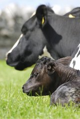Holstein Cow and Calf Ireland