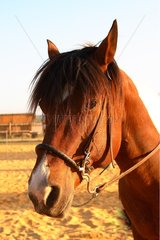 Portrait of a saddle Horse in a riding school
