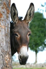Portrait of a donkey against a tree Aubrac Lozere France
