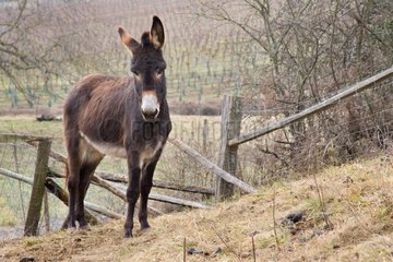 A donkey in a meadow Westhalten Haut Rhin