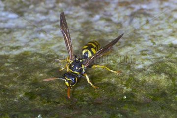 Social wasp posed