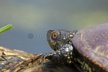 Pond Turtle is warming in flooded forest Lake Kerkini Greece