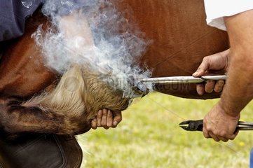 Pose eines Eisen auf der Pfote eines Comtois France Horse