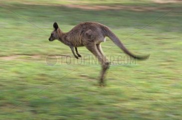 Kangourou gris de l'est en pleine course Australie