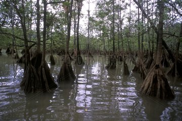 Mangrove sur la côte pacifique Choco Colombie
