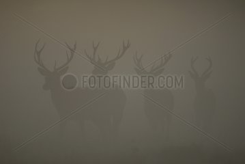 Gruppenmännchen rote Hirsche im Nebel