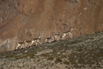 Jeunes et femelles Mouflons Réserve de Sarychat-ertash