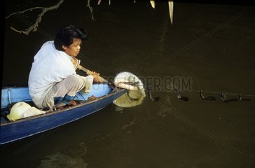 Collect of tiger shrimp larvae in a river Indonesia