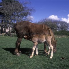 Fohlen von Breton Draft Horse mit seiner Mutter Brittany Frankreich