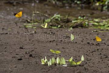Phoebis butterflies on river bank Tortuguero Costa Rica