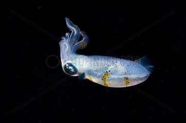 Young Cuttlefish hunting at night Sulawesi Indonesia