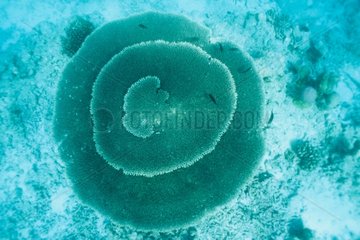 Coral Panetone in the Maldives