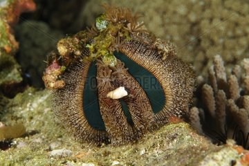 Splendid Jewel Box sea urchin Indonesia