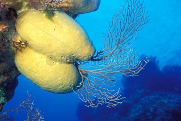 Schwämme und Korallen Cozumel Palecar Yucatan Mexiko