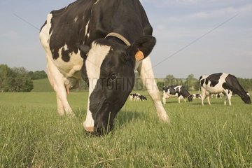 Prim'Holstein broutant au pré