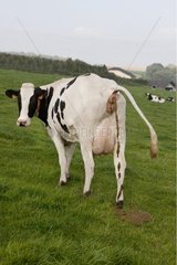 Ein Holstein -Kuh  der sich auf dem Gras der Wiese entleert